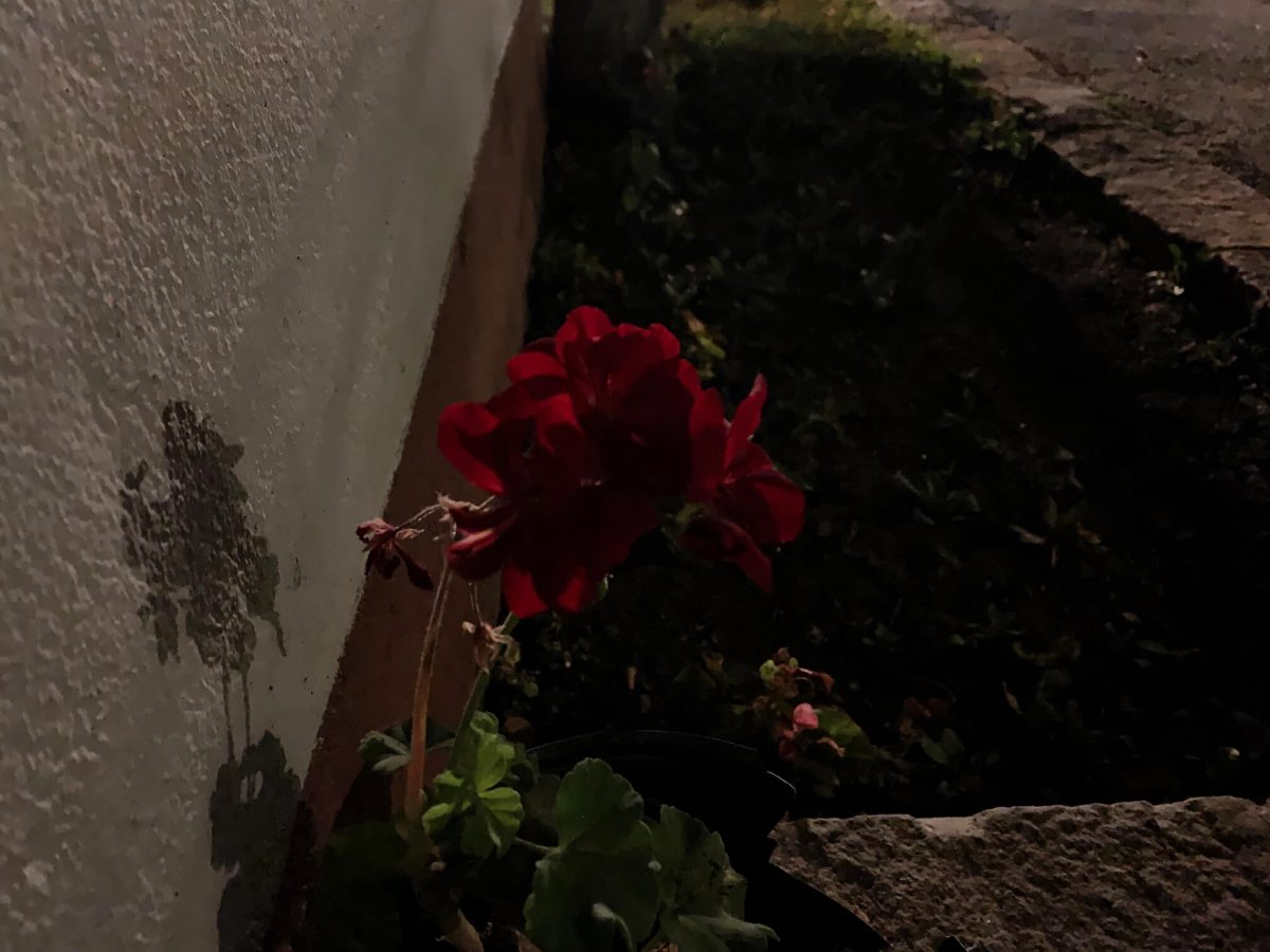 Red flower in a flowerbed, taken at night. | HalcyonMobile